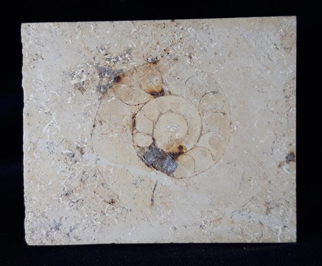 Aulacostephanus sp. (SUTNER & POMPECKJ in TORNQUIST 1896) - Bild &copy; FossNet FossilienStore